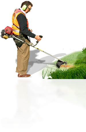 alexandercut